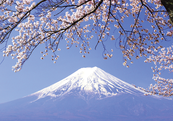 富士山と桜は、開国以来日本のシンボルとなる。富士山は昭和の初期には、京から見ることができた。　撮影：桑山一弥