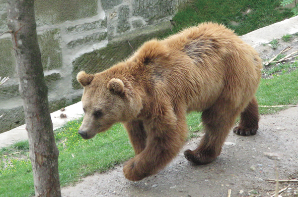 スイスの首都ベルン 熊公園のシンボル熊。撮影:桑山 一弥 2010